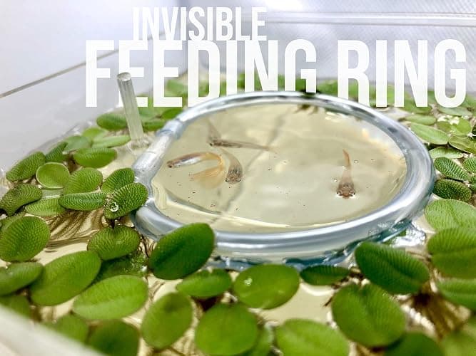 50+ Leaves Water Spangles (+Mystery Plant + Invisible Feeding Ring) Salvinia Minima Aquarium Floating Plant by Aquarigram - Plants + Invisible Feeding Ring (see video) thumbnail 5