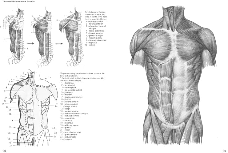 Figure Drawing: A Complete Guide (Art of Drawing) thumbnail 9