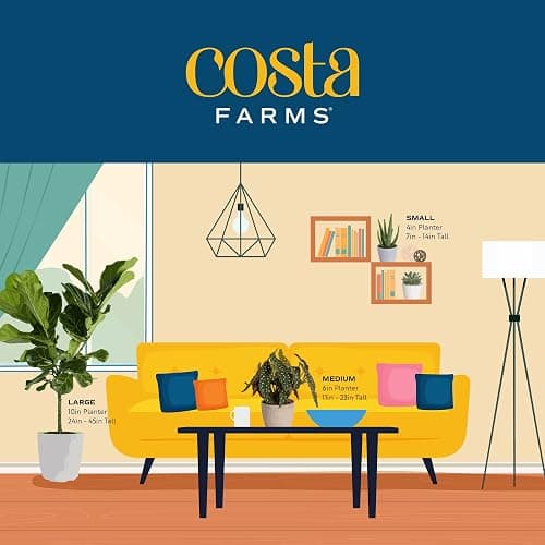 Costa Farms Aloe Vera Plant, Live Succulent, Easy Care Indoor Houseplant in Grower Pot, Room Air Purifier, Tabletop, Office, Desk or Home Décor, Housewarming, Garden Gift, 10-Inches Tall thumbnail 9
