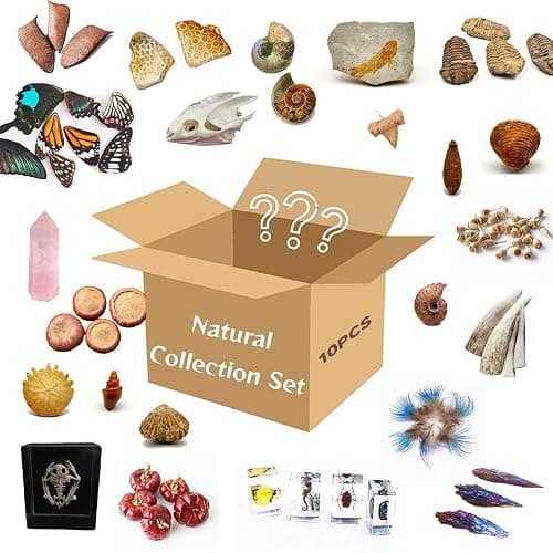 10Pcs Mystery Natural Oddities Collection Box - Real Fossils, Crystals & Taxidermy in Glass Vials | Dark Academia Decor for Adults & Kids | Witchy Curio Cabinet Decor | Unique Gifts for Science Lovers - Image 1