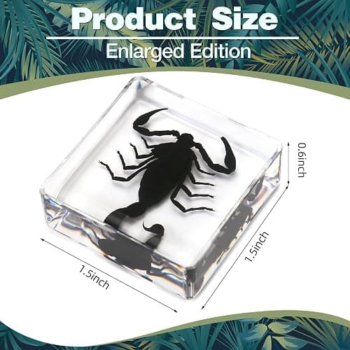 Hudirgo 7 Pcs Real Taxidermy Bugs - Insects in Resin for School Lab Entomology Dissection, Bugs in Resin Gifts for Specimen Collector, Family Or Friends (1.5 X 1.5 X 0.6 Inch) thumbnail 3