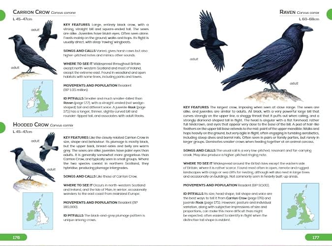 RSPB Pocket Guide to British Birds thumbnail 10