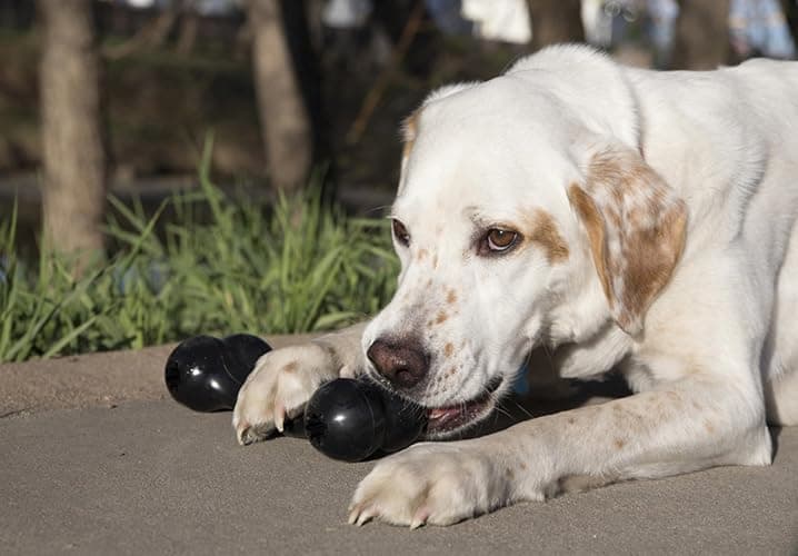KONG - Extreme Goodie Bone - KONG's Most Durable Natural Rubber Dog Bone for Power Chewers - Black - For Medium Dogs thumbnail 2