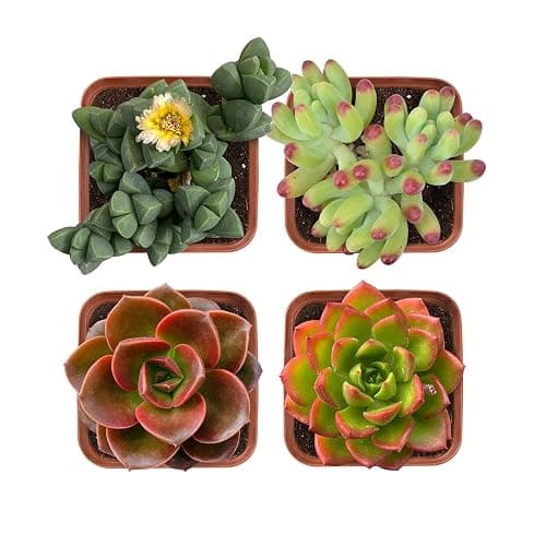 Succulent Plants (4 Pack), Live Succulents Fully Rooted in 2" Grower Pots, Unique Potted House Plant for DIY, Home Decor, Wedding Party Favor (Common Varieties) - Common Varieties - Image 1