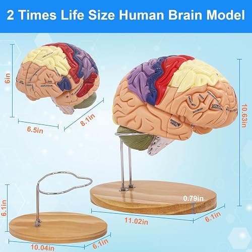 Brain Model 2X Life‑Size, Brain Anatomy Model for Neuroscience, 4‑Part Detachable 3D Brain Model with Laser‑Engraved Labels and Stand for Psychology Neuroscience Learning thumbnail 2