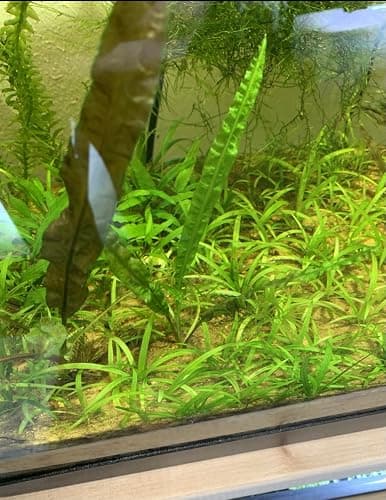 15x Dwarf Sagittaria Subulata Dwarf Sag Live Aquarium Plants Aquatic Carpet Plant Buy 2 GET 1FREE thumbnail 8