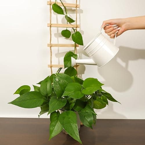 Goooxim Plant Ladder Indoor Plants Hanging Wooden Trellis Vine Support | Chain Trellis for Potted Plants Easy Installation Wall Holders for Climbing Vines Design for Pothos & Ivy Decor Garden Porch thumbnail 2