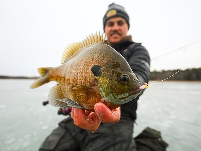 Northland Tackle Rigged Tungsten Pin Fry Ice Fishing Jig with Minnow Fry Body, 2 Pre-Rigged Jig Heads & 3 Extra Ice Fishing Plastics, Tungsten Jig Heads for Panfish, 1/16 Oz, Woodtick thumbnail 3