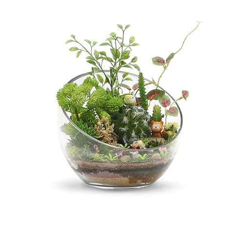 WGVI Clear Slant Cut Bowl Glass Vase, Glass Terrarium, Candy Dish, Glassware, Slant Open: 7". Height: 6" x 2.7". Base: 4" (1 Piece) thumbnail 5