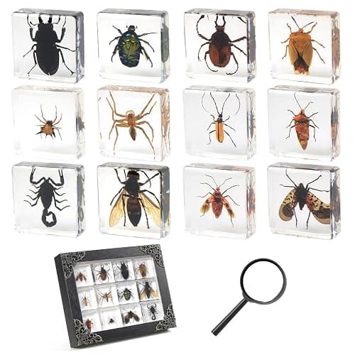 12 Pcs Insect in Resin Specimen Bugs Collection Paperweights, Resin Insects Specimen Frame Decoration for Tabletop Wall Art Decoration Scientific Educational Display Supplies (12 PCS Insects) thumbnail 9