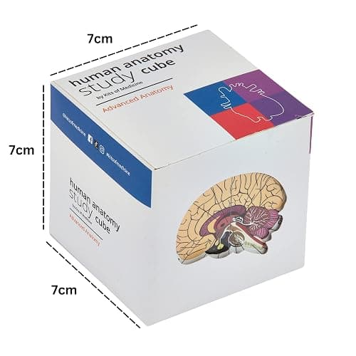 Human Anatomy Study Cube | Study 9 Parts of The Human Body | Perfect Anatomy Revision Guide | Addictive Anatomy Model Cube | Great Gift for Nurse, Dentist, Medical Students thumbnail 2