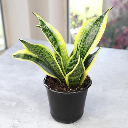 Live Snake Plant, Sansevieria trifasciata Superba, Fully Rooted Indoor House Plant in Pot, Mother in Law Tongue Sansevieria Plant, Potted Succulent Plant, Houseplant in Potting Soil by Plants for Pets thumbnail 12