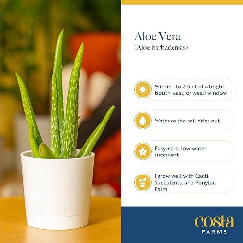 Costa Farms Aloe Vera Live Plants in Plastic Pots, Easy to Maintain, Air Purifying Indoor Succulents, Houseplants for Home, Room, or Office Decor, House Warming or Birthday Gift, 12-18, Pack of 2 thumbnail 6