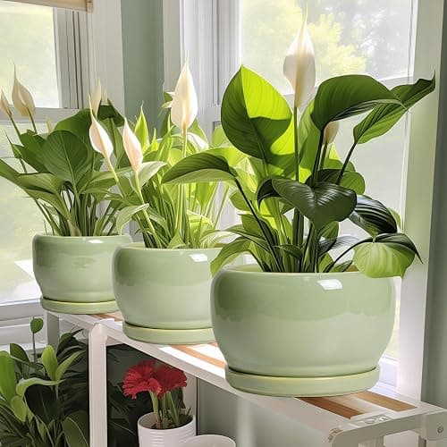 SQOWL Ceramic Planter - 10 Inch Pot for Plants Indoor Outdoor, Round Modern Flower Pot with Drainage Hole and Saucer, Decorative Large Planter, Office Decor, Plant Lovers Gifts, Green - 10 Inch - Glossy Green thumbnail 6