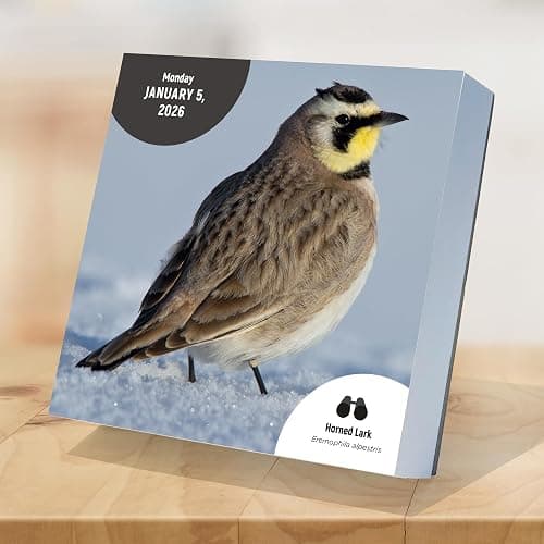 TF Publishing 2026 Birds: Backyard & Beyond Daily Desktop Calendar - Home and Office Organization - Small Desk Calendar 2026 w/Full-Color Tear-Off Pages and Standing Cardboard Easel - 5.25in x 5.25in thumbnail 5