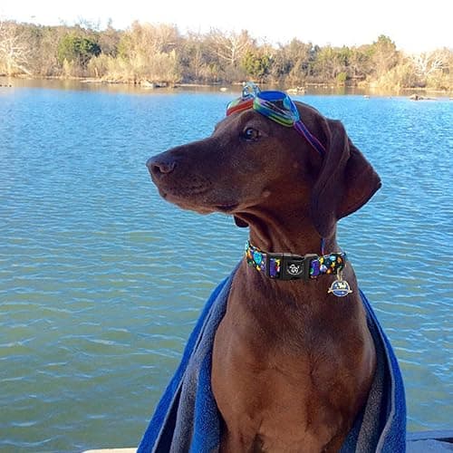 Elegant little tail Dog Collar-Cute Pet Dog Collar Blue Star Rocket Print Cotton Soft Girl Puppy Adjustable Pet Collars for Small Medium Large Dogs thumbnail 4