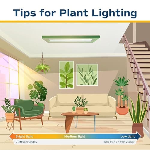 Costa Farms Live Indoor Plants in Decorative Pots, Easy to Maintain, Air Purifying Houseplants, Assorted Varieties, Room or Home Decor, House Warming Gift, 8-12 Inches Tall, Pack of 3 thumbnail 9