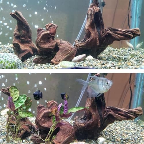 Hamiledyi Aquarium Driftwood 3PCS Natural Trunk Driftwood Assorted Branches 8-12" Reptile Wood Decor Terrarium Ornament Fish Tank Decoration thumbnail 7