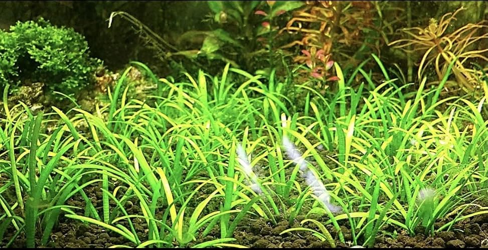15x Dwarf Sagittaria Subulata Dwarf Sag Live Aquarium Plants Aquatic Carpet Plant Buy 2 GET 1FREE thumbnail 6