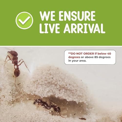 Nature Gift Store 1 Tube of Live Ants Plus Ant Food and Honey Treat: Ant Habitat Kit Refill thumbnail 3