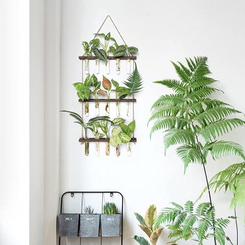 Mkono Plant Propagation Tubes, 3 Tiered Wall Hanging Terrarium with Wooden Stand Mini Test Tube Flower Vase Glass Planter Stations for Hydroponic Cutting Home Garden Office Decor Plant Lover Gift thumbnail 2