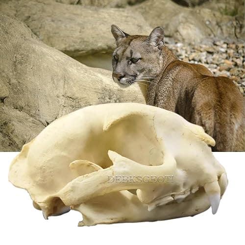 DEBKSGEOTI Female Cougar Skull Feline Model Synthetic 1:1 Puma Concolor Anatomy and Physiology Education Synthetic Replica thumbnail 2