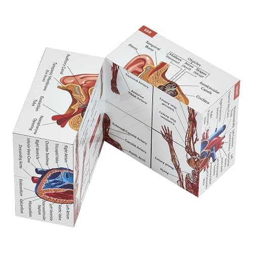 Human Anatomy Study Cube | Study 9 Parts of The Human Body | Perfect Anatomy Revision Guide | Addictive Anatomy Model Cube | Great Gift for Nurse, Dentist, Medical Students thumbnail 3