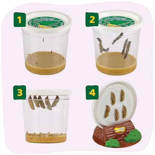 Insect Lore Butterfly Garden with 10 Live Baby Caterpillars - Habitat, Feeder, Chrys-A-Lid Holders, STEM Activity Journal - Raise and Release Painted Lady Butterflies thumbnail 7