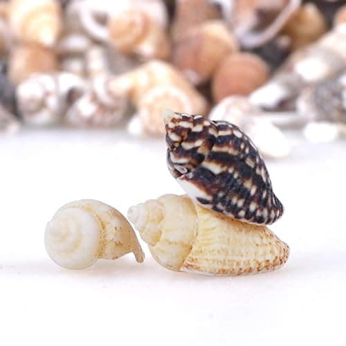 2000 PCS Tiny Mini Small Sea Shells for Crafting Spiral Conch Shells for Crafts Charms for Home Decorations Candle Decor DIY Fish Tank and Beach Vase Filler thumbnail 4