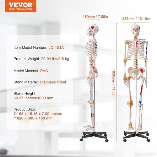 VEVOR Human Skeleton Model for Anatomy, 71.65" Life Size, Accurate PVC Anatomy Skeleton Model with Ligaments, Movable Arms, Legs & Jaw, with Muscle Origin & Insertion Points, for Professional Teaching thumbnail 3