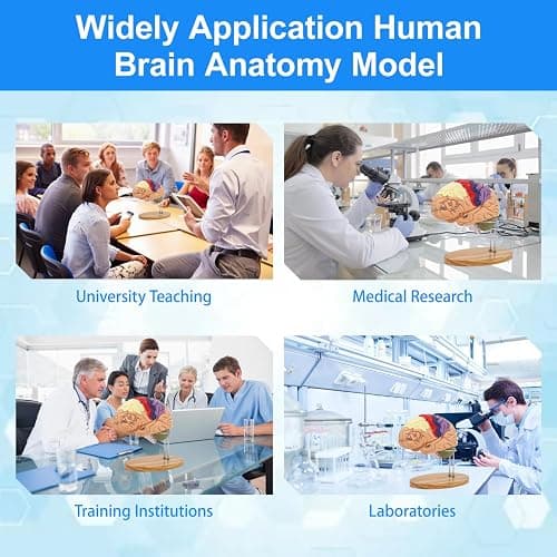 Brain Model 2X Life‑Size, Brain Anatomy Model for Neuroscience, 4‑Part Detachable 3D Brain Model with Laser‑Engraved Labels and Stand for Psychology Neuroscience Learning thumbnail 6