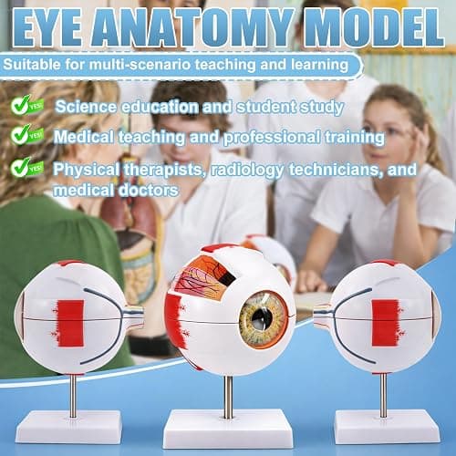 Eye Anatomy Model, 6X Enlarged Eyeball Model, Human Eye Anatomical Model for Science Education Students Study Display Medical Teaching, with Removable Stand thumbnail 6