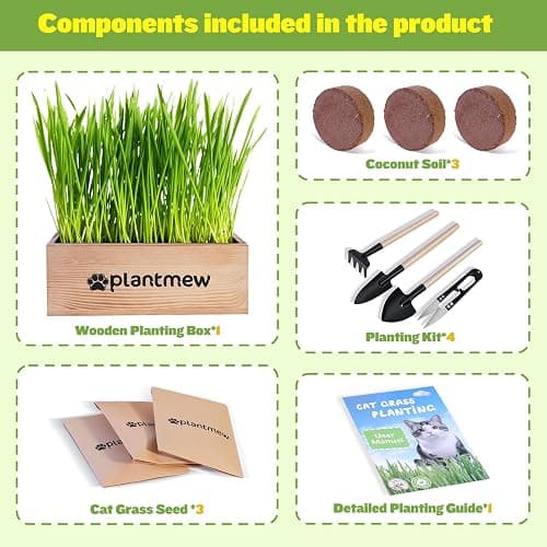 Cat Grass Kit for Indoor Cats - 3 Pack with Cat Grass Seeds, Nutrient Soil & Wooden Planter Pots | Complete Growing Set for Fresh Pet Grass (Non-GMO Wheat Grass) thumbnail 3