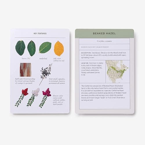 Sibley Tree Identification Flashcards: 100 Trees of North America thumbnail 5