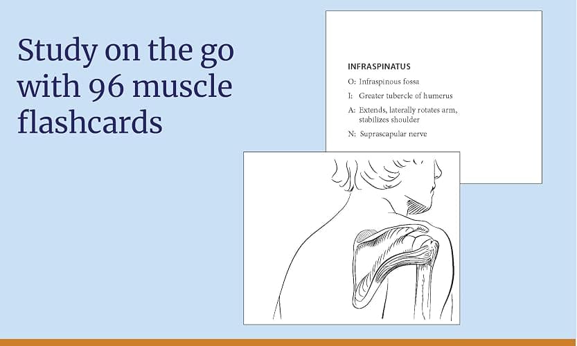 Anatomy Coloring Book with 450+ Realistic Medical Illustrations with Quizzes for Each (Kaplan Test Prep) thumbnail 5
