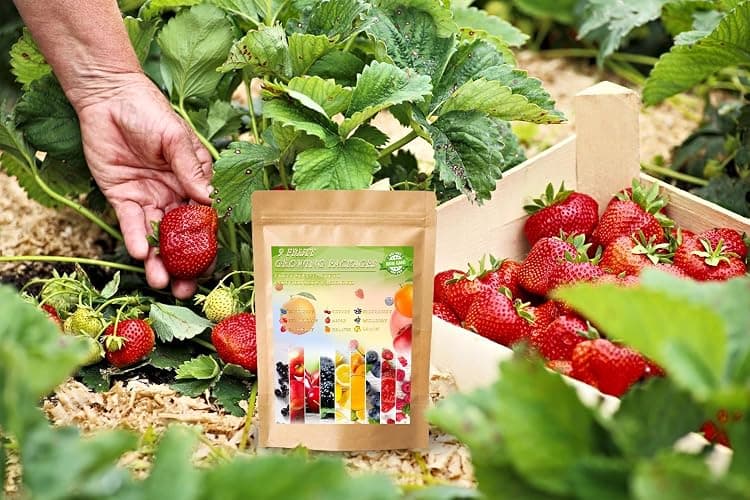 1200+ Mix Fruit Seeds Berry Seeds for Planting (9 Varieties) Heirloom Strawberry Raspberry Mulberry Apple Orange Blueberry Lemon Elderberry Cherry Seed for Home Garden thumbnail 3