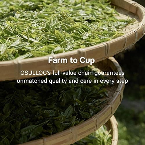 OSULLOC Volcanic Isle Ceremonial Grade Korean Matcha Powder, 40 g | Ceremonial Korean green tea powder from Jeju’s volcanic fields, with smooth umami taste for lattes, shots, and tea rituals thumbnail 7