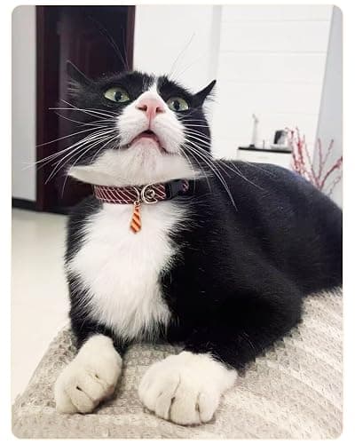 SOLMOONY 3 Pack Classic Stripes Cat Collars - Breakaway Kitten Collar and Adjustable 7.8-11.8 in，Cute Neckties Kitty Collar for Wedding Formal and Party thumbnail 6