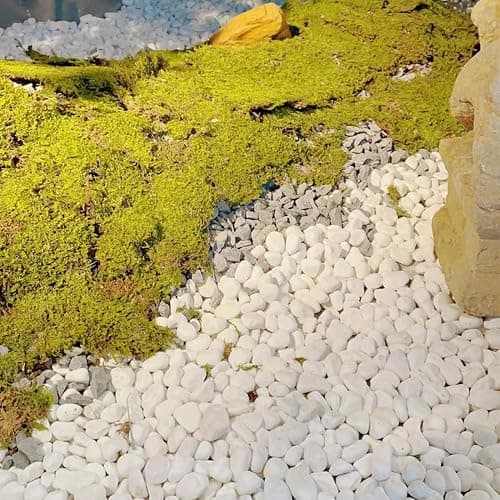 YISZM 5lb White Pebbles for Indoor Plants, 1-2 Inch Natural River Rocks, Snow White Decorative Stones, Ideal for Fish Tank, Vases, Crafting, Home Decor and Garden Landscaping Rocks thumbnail 5