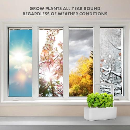 Click & Grow Indoor Herb Garden Kit with Grow Light | Smart Garden for Home Kitchen Windowsill | Easier Than Hydroponics Growing System | Vegetable Gardening Starter (3 Basil Pods Included), White thumbnail 6