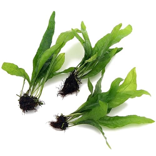 3X Bunches Java Fern Live Aquarium Plants Microsorum Pteropus Rhizome K2AQUA - Image 1