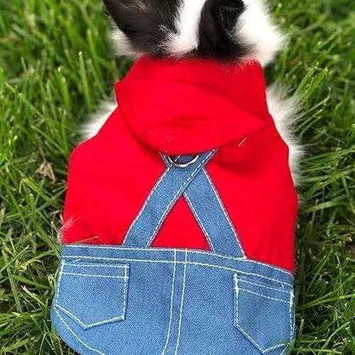 Anelekor Small Pet Costume Rabbit Clothes Ferret Hoodies Sweatshirt Bunny Vest Harness and Leash Set Kitten Sweater Small Animals Outfits for Chihuahua Kitty Mini Dog and Small Breeds (A, S) thumbnail 2