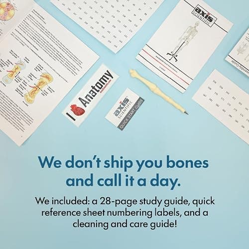 Axis Scientific Life Size Skeleton Model for Anatomy Study, Includes 3 Printed Guides, Pelvic-Mounted Rolling Stand, and US-Based Customer Service thumbnail 4