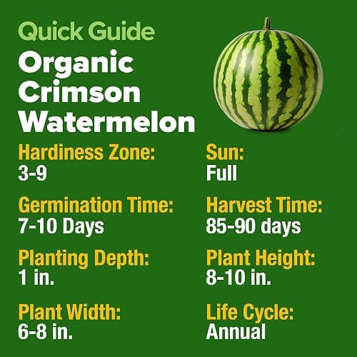 HOME GROWN Organic Crimson Sweet Watermelon Seeds 15+ Heirloom Non-GMO, High Germination, Honey Sweet Summer Fruit, Striped Skin, Home Garden & Raised Beds, High Sugar Content (Citrullus lanatus) thumbnail 6