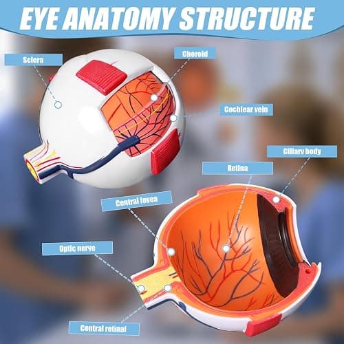 Eye Anatomy Model, 6X Enlarged Eyeball Model, Human Eye Anatomical Model for Science Education Students Study Display Medical Teaching, with Removable Stand thumbnail 4