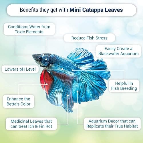 SunGrow 50 pcs Catappa Indian Almond Leaves – 2” Water Conditioner for Betta Fish Tank, Aquarium Leaf for Fish Breeding, Shrimp, Goldfish, Guppy & Frogs thumbnail 2