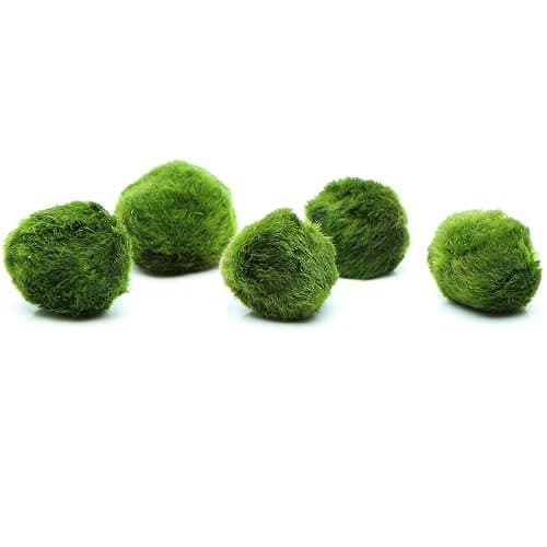 k2aqua 5 Marimo Moss Balls, Always Fresh Live Aquarium Plant, Cladophora aegagropila - Image 1