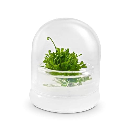 Bloomify Live Sundew Plant Terrarium – Enclosed Ecosystem with Zero Maintenance – Unique Ecosphere Plants for Home Décor – Drosera Spatula Sundew Plant –Great Gift – Self-Sustaining Terrarium - Image 1