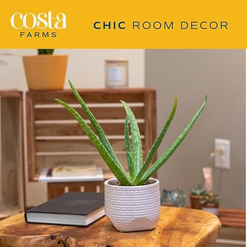Costa Farms Aloe Vera Plant, Live Succulent, Easy Care Indoor Houseplant in Grower Pot, Room Air Purifier, Tabletop, Office, Desk or Home Décor, Housewarming, Garden Gift, 10-Inches Tall thumbnail 3