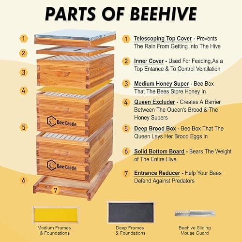 BeeCastle 10 Frame Langstroth Bee Hive Coated with Beeswax Includes Beehive Frames and Waxed Foundations (2 Deep Boxes & 1 Medium Box) thumbnail 3